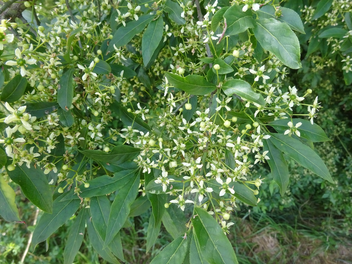 Euonymus europaeus (Celastraceae)